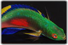 Scott's Fairy Wrasse